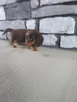 Daisy , a female Dachshund for sale in Grabill, IN – 2 of 2