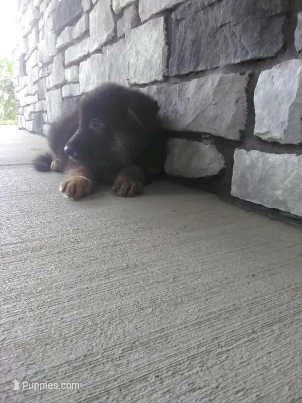 Ozzy – German Shepherd Dog puppy for sale in Grabill, IN