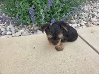 Maple, a female Yorkshire Terrier for sale in Grabill, IN – 2 of 8