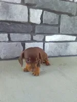 Scott, a male Dachshund for sale in Grabill, IN – 2 of 2