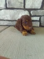 Dasher, a male Dachshund for sale in Grabill, IN – 2 of 2