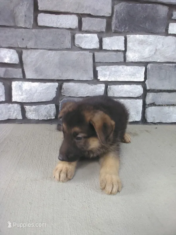Felix – German Shepherd Dog puppy for sale in Grabill, IN
