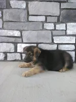 Felix, a male German Shepherd Dog for sale in Grabill, IN – 2 of 3