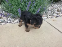 Mila, a female Yorkshire Terrier for sale in Grabill, IN – 2 of 6