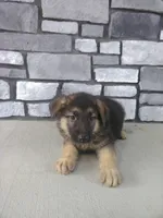 Felix, a male German Shepherd Dog for sale in Grabill, IN – 3 of 3