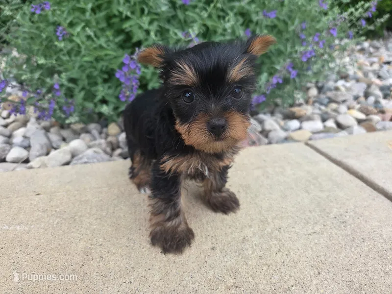Maggie  – Yorkshire Terrier puppy for sale in Grabill, IN