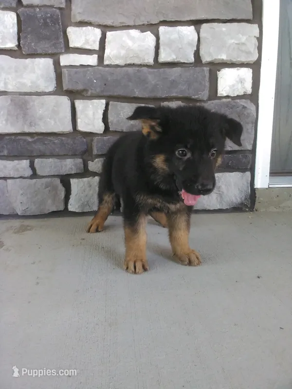 Milo – German Shepherd Dog puppy for sale in Grabill, IN