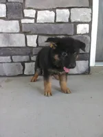 Milo, a male German Shepherd Dog for sale in Grabill, IN – 1 of 2