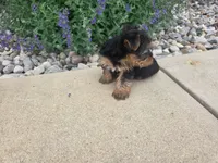 Maple, a female Yorkshire Terrier for sale in Grabill, IN – 3 of 8