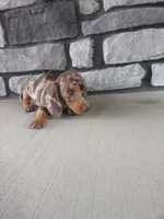 Lexi, a female Dachshund for sale in Grabill, IN – 1 of 2
