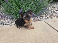 Maple, a female Yorkshire Terrier for sale in Grabill, IN – 6 of 8