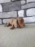 Oscar, a male Dachshund for sale in Grabill, IN – 1 of 2