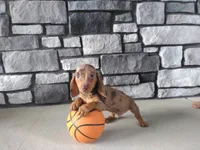 Oscar, a male Dachshund for sale in Grabill, IN – 3 of 3