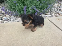 Maple, a female Yorkshire Terrier for sale in Grabill, IN – 4 of 8