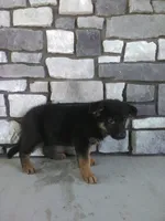 Bruno, a male German Shepherd Dog for sale in Grabill, IN – 1 of 2