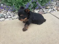 Maggie , a female Yorkshire Terrier for sale in Grabill, IN – 3 of 6