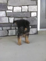 Milo, a male German Shepherd Dog for sale in Grabill, IN – 2 of 2