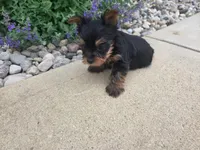 Maggie , a female Yorkshire Terrier for sale in Grabill, IN – 5 of 6