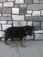 Bruno, a male German Shepherd Dog for sale in Grabill, IN – 2 of 2