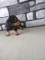 Hudson , a male Dachshund for sale in Grabill, IN – 2 of 2