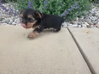 Maple, a female Yorkshire Terrier for sale in Grabill, IN – 1 of 8