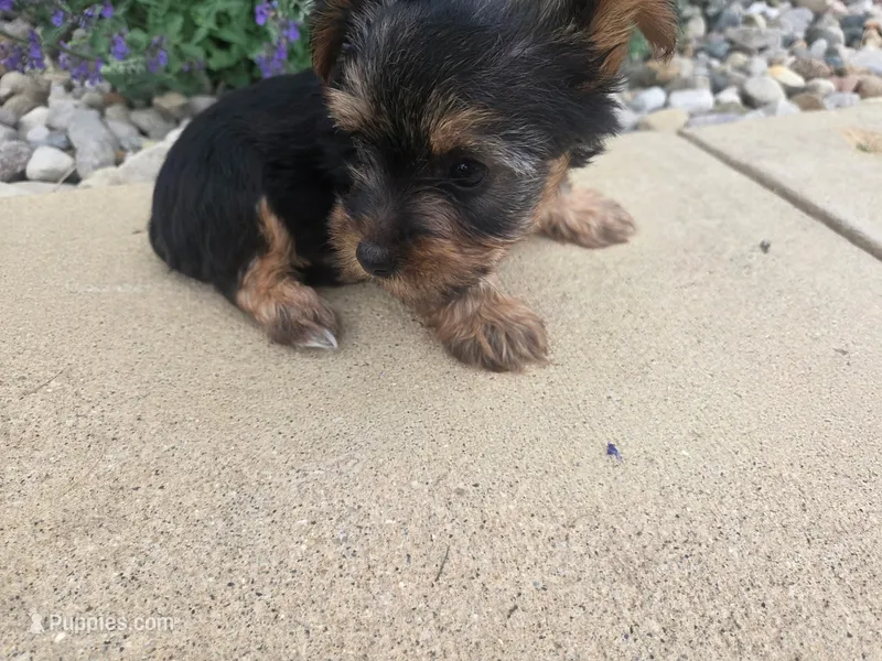 Macy  – Yorkshire Terrier puppy for sale in Grabill, IN