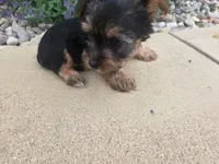 Macy , a female Yorkshire Terrier for sale in Grabill, IN – 1 of 3