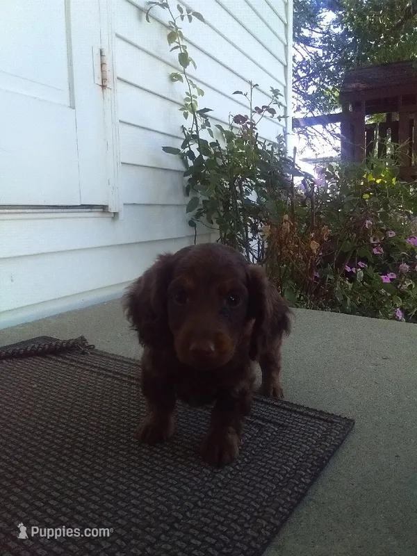 Dexter – Dachshund puppy for sale in Grabill, IN