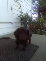 Dexter, a male Dachshund for sale in Grabill, IN – 1 of 2
