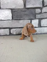 Oscar, a male Dachshund for sale in Grabill, IN – 2 of 2