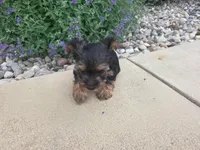 Macy , a female Yorkshire Terrier for sale in Grabill, IN – 2 of 3