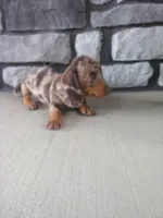Lexi, a female Dachshund for sale in Grabill, IN – 2 of 2