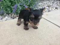 Maggie , a female Yorkshire Terrier for sale in Grabill, IN – 2 of 6
