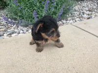 Mila, a female Yorkshire Terrier for sale in Grabill, IN – 5 of 6