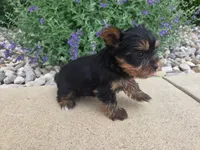 Maggie , a female Yorkshire Terrier for sale in Grabill, IN – 6 of 6