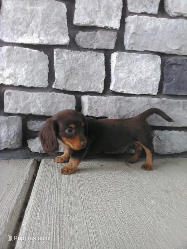 Daisy  – Dachshund puppy for sale in Grabill, IN