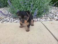 Mila, a female Yorkshire Terrier for sale in Grabill, IN – 3 of 6