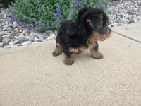 Mila, a female Yorkshire Terrier for sale in Grabill, IN – 4 of 6