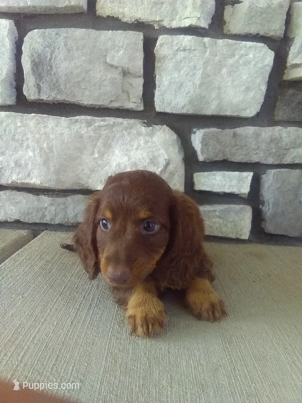 Dasher – Dachshund puppy for sale in Grabill, IN