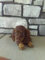 Dasher, a male Dachshund for sale in Grabill, IN – 1 of 2