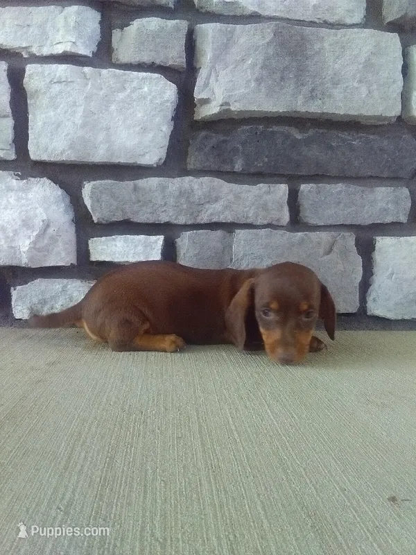 Scott – Dachshund puppy for sale in Grabill, IN