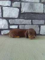 Scott, a male Dachshund for sale in Grabill, IN – 1 of 2