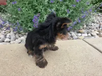 Maggie , a female Yorkshire Terrier for sale in Grabill, IN – 4 of 6