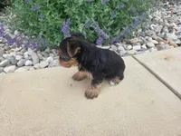 Maple, a female Yorkshire Terrier for sale in Grabill, IN – 5 of 8