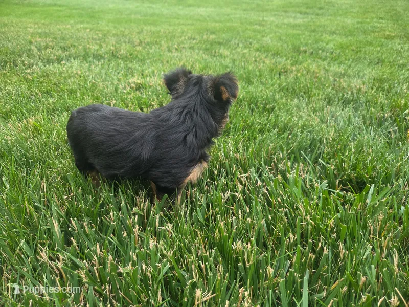 Millie – Yorkshire Terrier puppy for sale in Grabill, IN