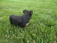 Millie, a female Yorkshire Terrier for sale in Grabill, IN – 1 of 3