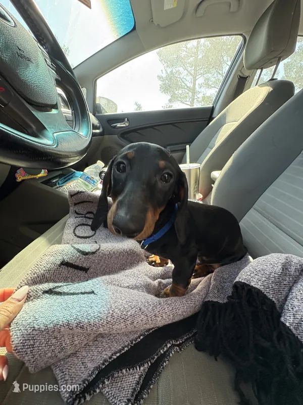 Tiny – Miniature Dachshund puppy for sale in San Dimas, CA