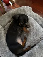 Tiny, a female Miniature Dachshund for sale in San Dimas, CA – 3 of 3