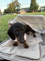 Tiny, a female Miniature Dachshund for sale in San Dimas, CA – 2 of 3