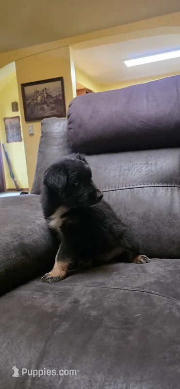 Rue  – Australian Shepherd puppy for sale in New Plymouth, ID
